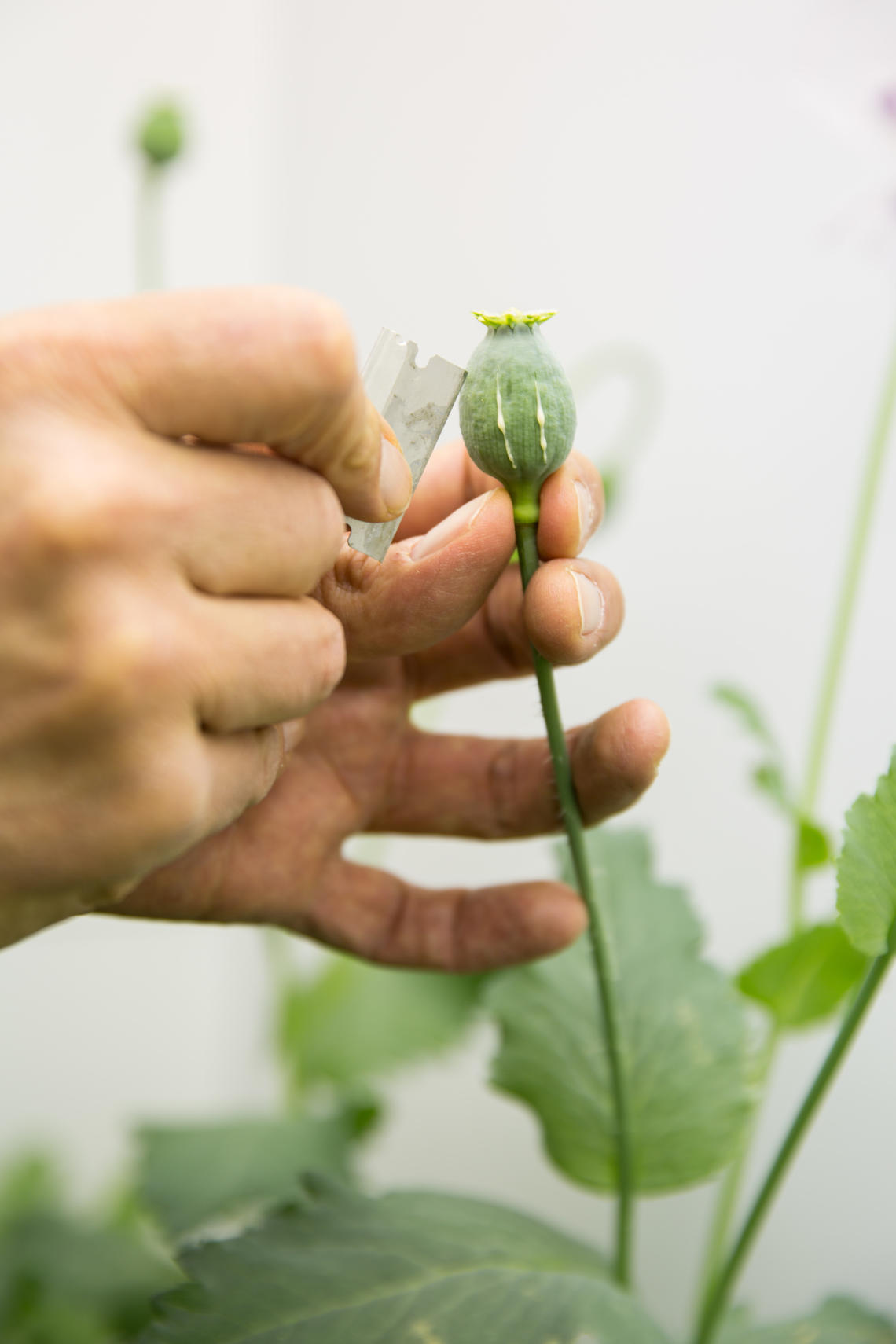 The team found the gene that encodes a previously unknown protein, an enzyme called thebaine synthase which plays a vital role in catalyzing the production of thebaine — the latex in opium poppies.