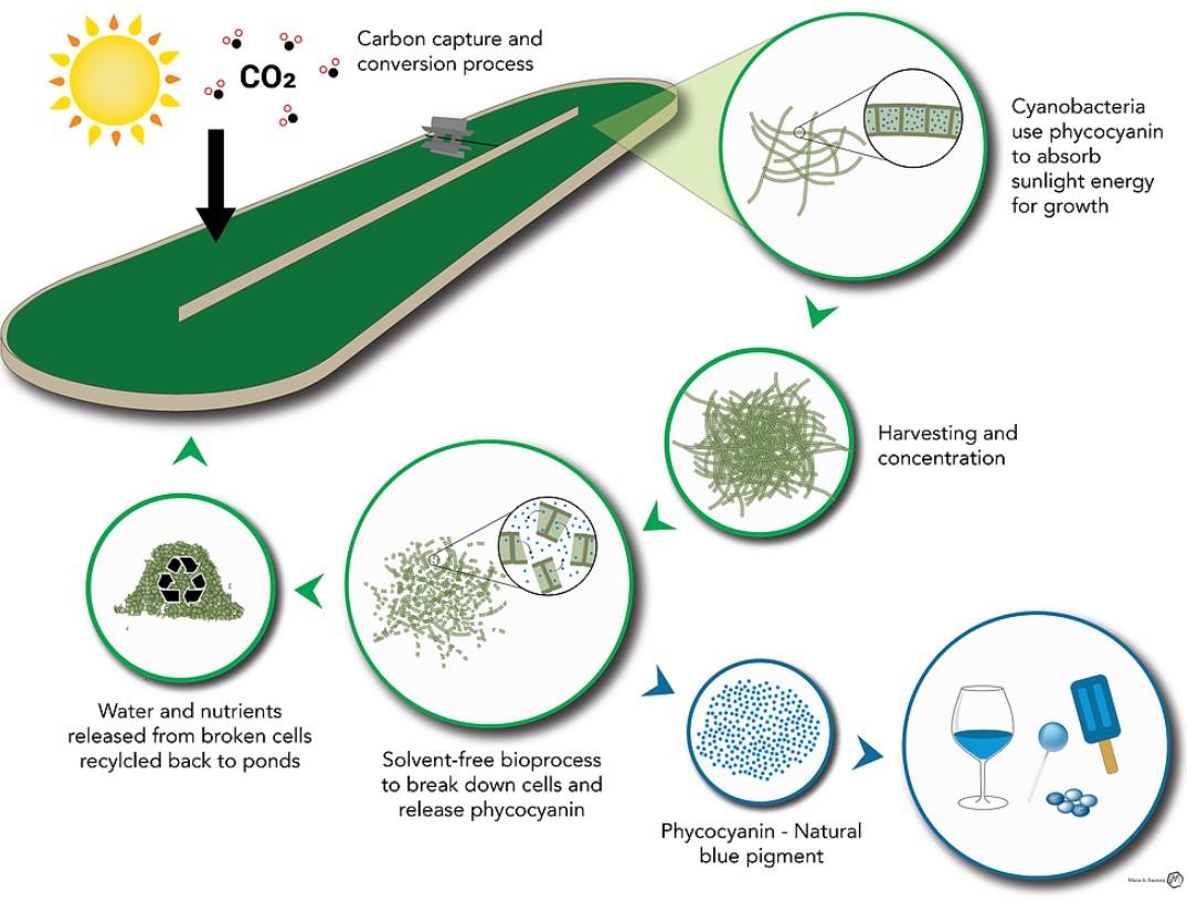 Synergia Biotech process