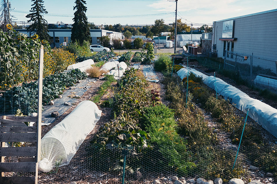 An urban farm plot in Calgary Alberta. 